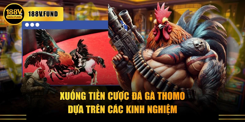 Xuống tiền cược đá gà Thomo dựa trên các kinh nghiệm